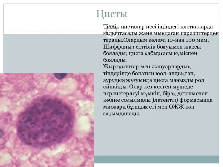 Цисты Тіндік цисталар иесі іщіндегі клеткаларда қалыптасады жане мыңдаған паразиттерден тұрады.Олардың көлемі