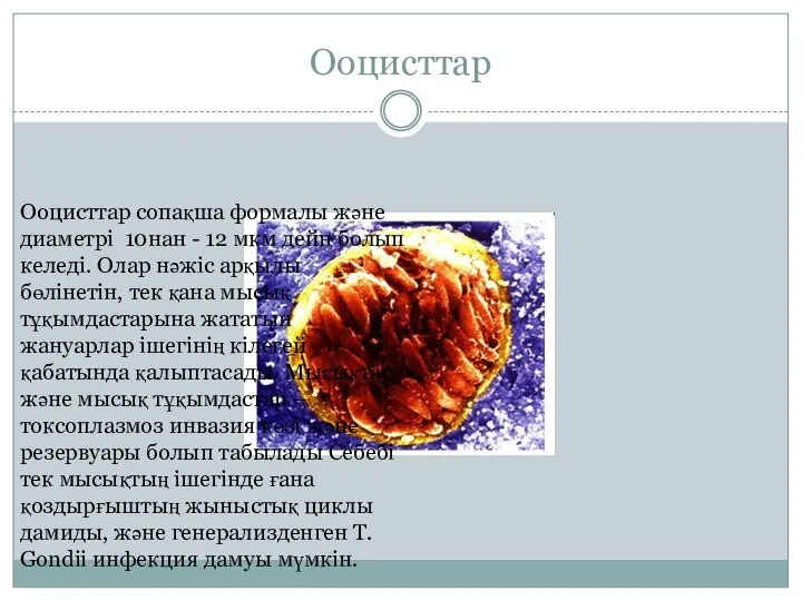 Ооцисттар Ооцисттар сопақша формалы және диаметрі 10нан - 12 мкм дейн болып