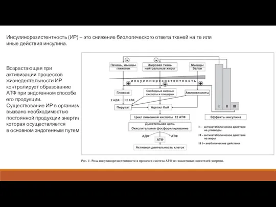 Инсулинорезистентность (ИР) – это снижение биологического ответа тканей на те или иные
