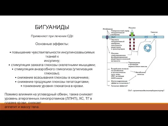 БИГУАНИДЫ Применяют при лечении СДII Основные эффекты: • повышение чувствительности инсулинозавысимых тканей