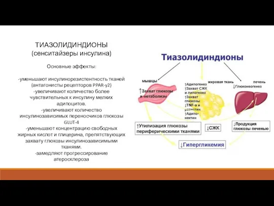 ТИАЗОЛИДИНДИОНЫ (сенситайзеры инсулина) Основные эффекты: -уменьшают инсулинорезистентность тканей (антагонисты рецепторов PPAR-y2) -увеличивают