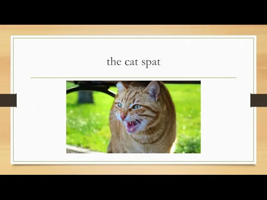 the cat spat