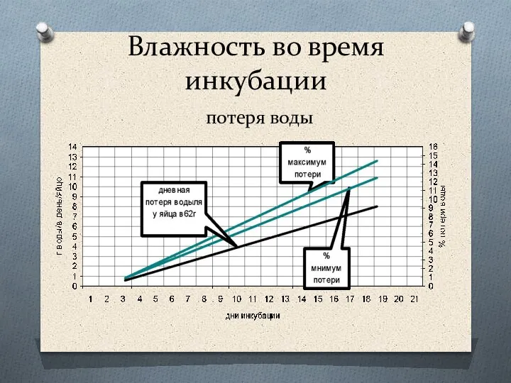 Влажность во время инкубации потеря воды