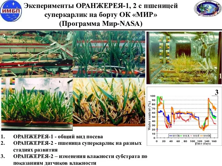 Эксперименты ОРАНЖЕРЕЯ-1, 2 с пшеницей суперкарлик на борту ОК «МИР» (Программа Мир-NASA)