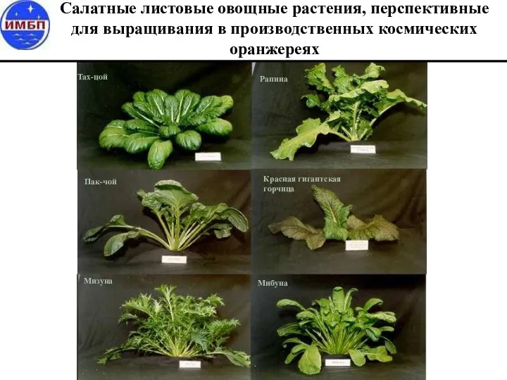 Тах-цой Пак-чой Рапина Красная гигантская горчица Мизуна Мибуна Салатные листовые овощные растения,