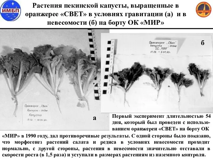 a Растения пекинской капусты, выращенные в оранжерее «СВЕТ» в условиях гравитации (а)