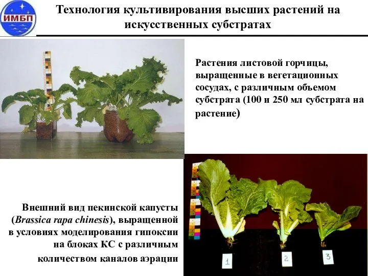 Технология культивирования высших растений на искусственных субстратах Внешний вид пекинской капусты (Brassica