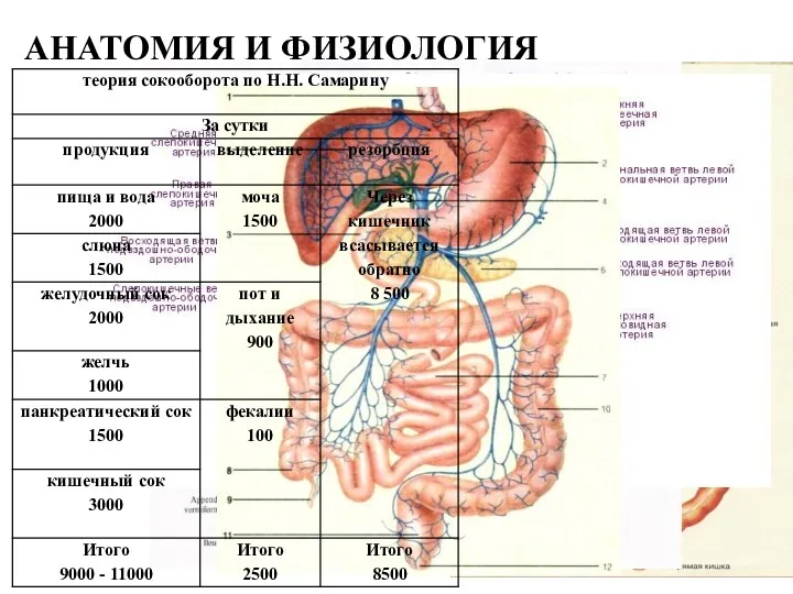 АНАТОМИЯ И ФИЗИОЛОГИЯ