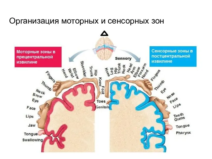 Организация моторных и сенсорных зон