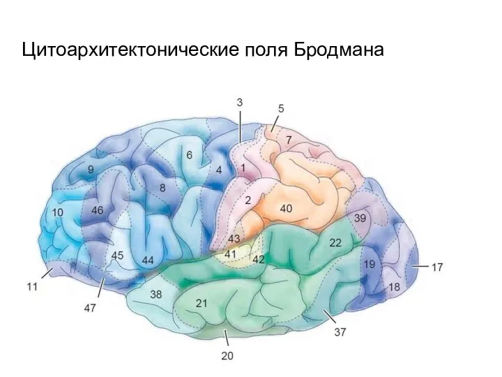 Цитоархитектонические поля Бродмана