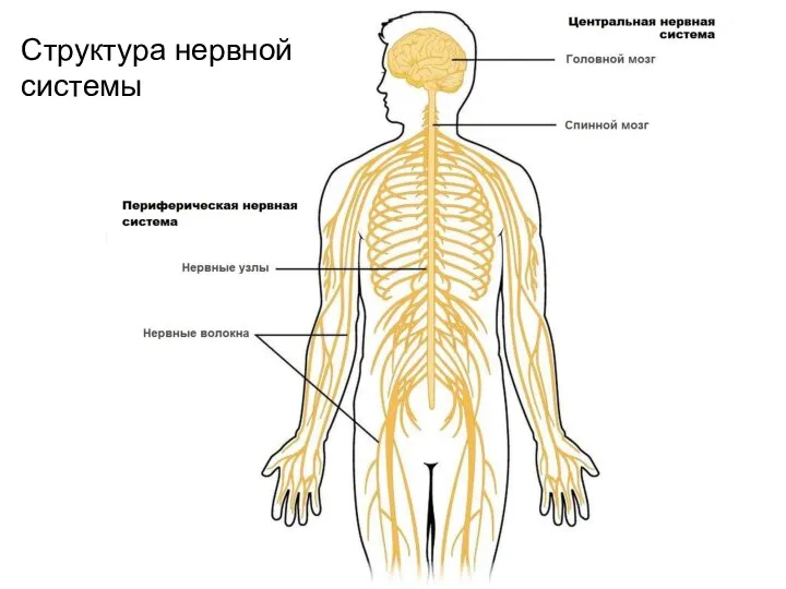 Структура нервной системы