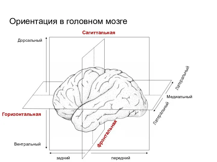 Ориентация в головном мозге Сагиттальная Горизонтальная фронтальная Дорсальный Вентральный задний передний Медиальный Латеральный Латеральный