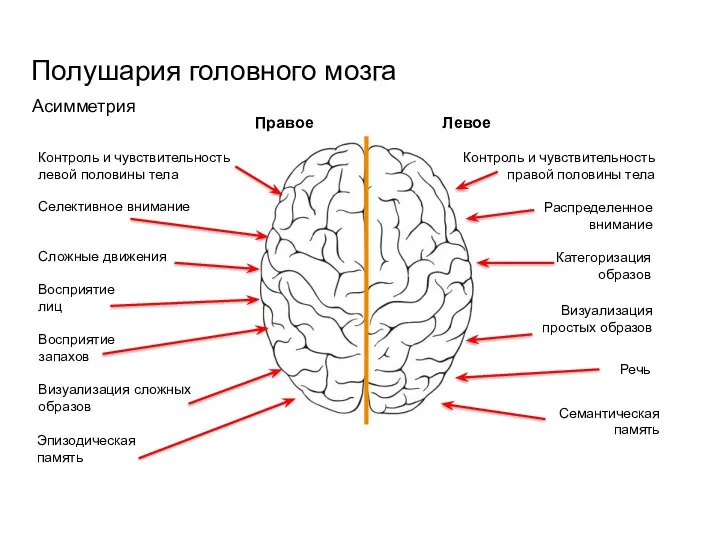 Полушария головного мозга Правое Левое Асимметрия Контроль и чувствительность левой половины тела