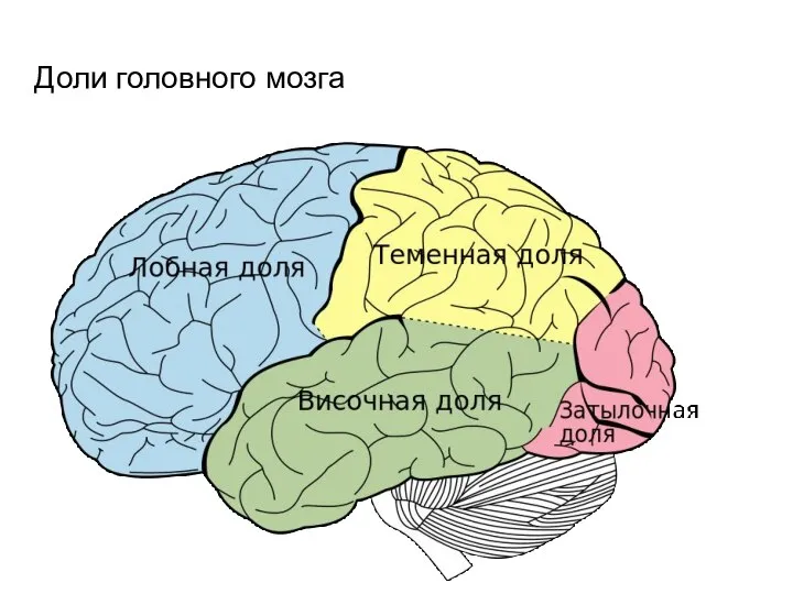 Доли головного мозга