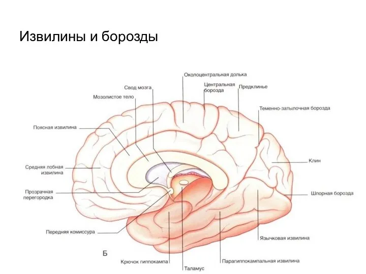 Извилины и борозды