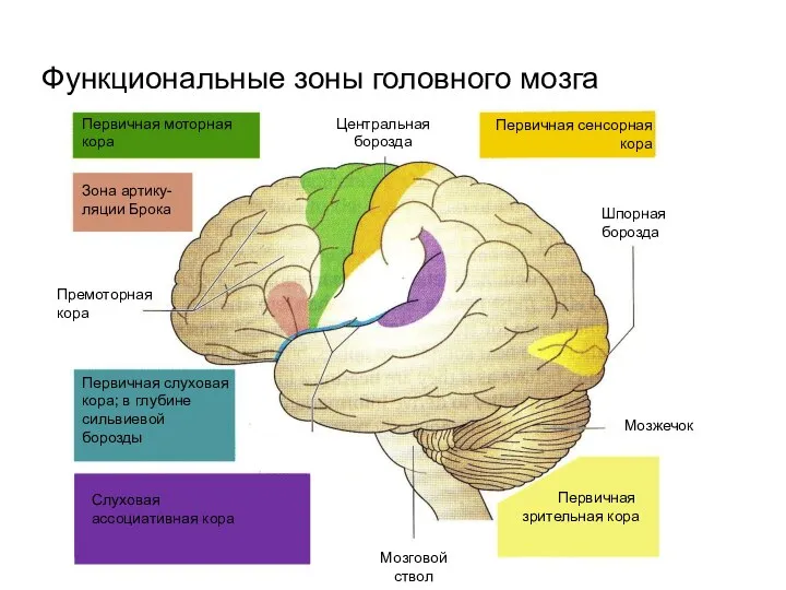 Функциональные зоны головного мозга Первичная моторная кора Зона артику-ляции Брока Премоторная кора