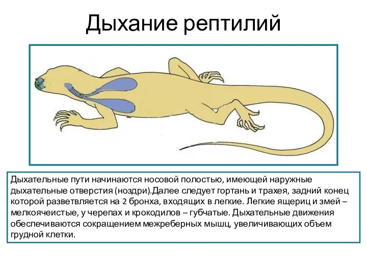 Дыхание рептилий Дыхательные пути начинаются носовой полостью, имеющей наружные дыхательные отверстия (ноздри).Далее