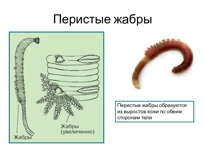 Перистые жабры Перистые жабры образуются из выростов кожи по обеим сторонам тела
