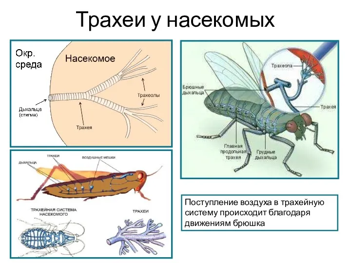 Трахеи у насекомых Поступление воздуха в трахейную систему происходит благодаря движениям брюшка