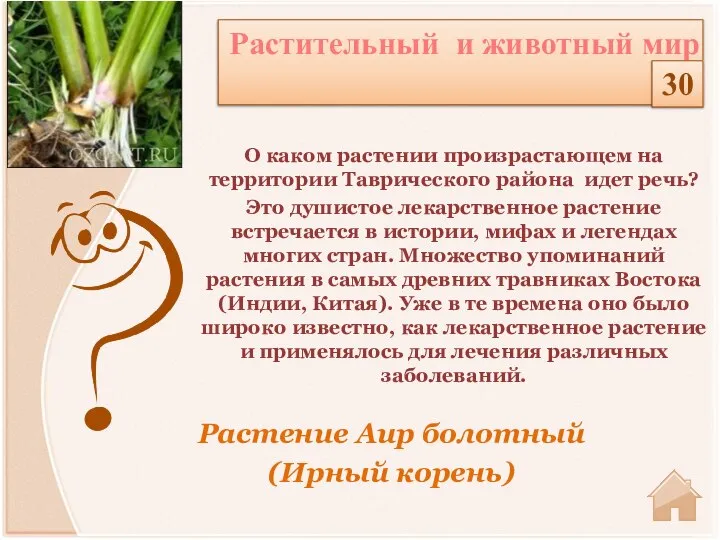 Растение Аир болотный (Ирный корень) О каком растении произрастающем на территории Таврического