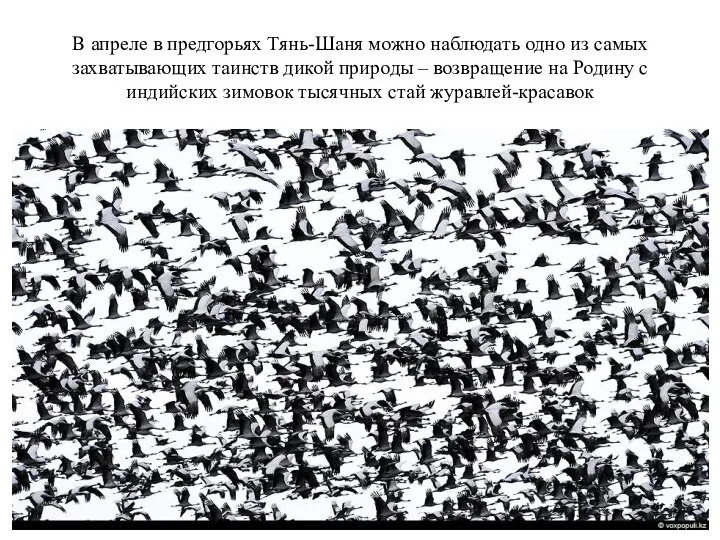 В апреле в предгорьях Тянь-Шаня можно наблюдать одно из самых захватывающих таинств