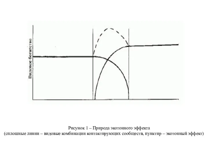 Рисунок 1 – Природа экотонного эффекта (сплошные линии – видовые комбинации контактирующих