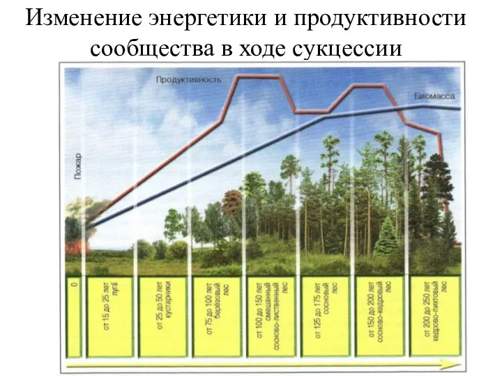 Изменение энергетики и продуктивности сообщества в ходе сукцессии