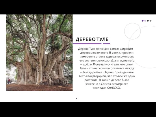 ДЕРЕВО ТУЛЕ Дерево Туле признано самым широким деревом на планете.В 2005 г.