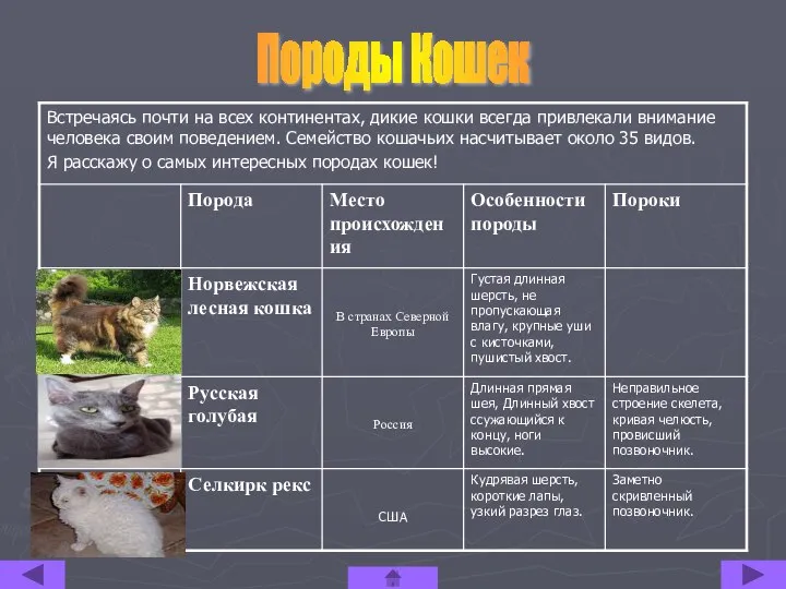 Породы Кошек