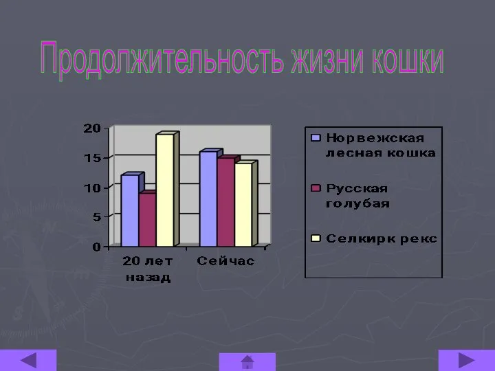 Продолжительность жизни кошки