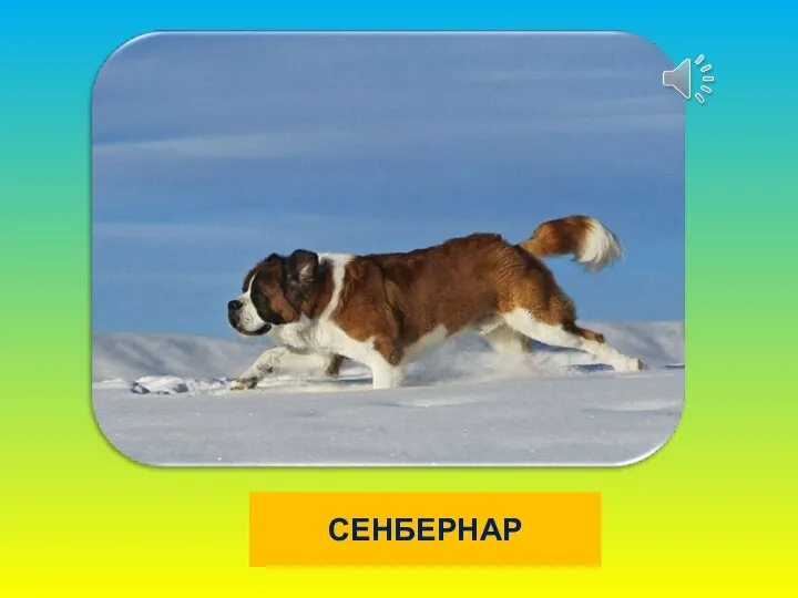 СЕНБЕРНАР