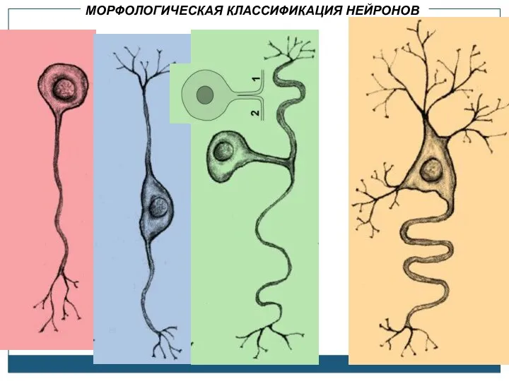 МОРФОЛОГИЧЕСКАЯ КЛАССИФИКАЦИЯ НЕЙРОНОВ