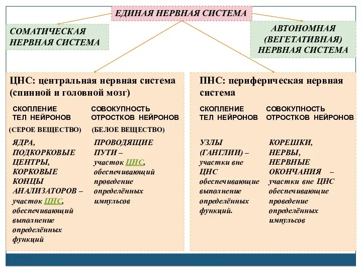 ЕДИНАЯ НЕРВНАЯ СИСТЕМА СОМАТИЧЕСКАЯ НЕРВНАЯ СИСТЕМА АВТОНОМНАЯ (ВЕГЕТАТИВНАЯ) НЕРВНАЯ СИСТЕМА ЦНС: центральная