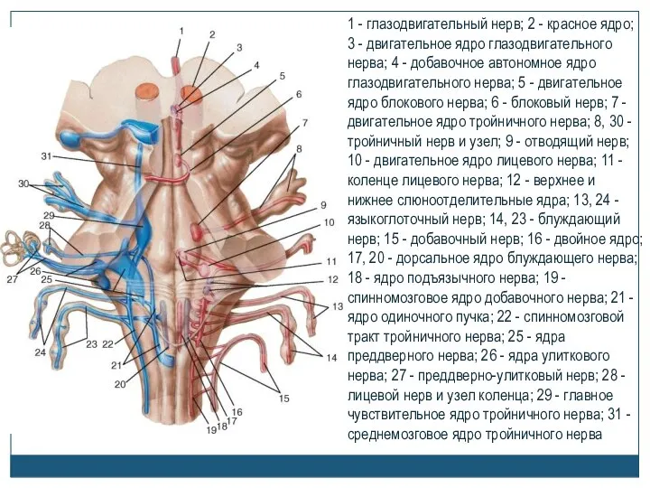 1 - глазодвигательный нерв; 2 - красное ядро; 3 - двигательное ядро