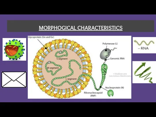 MORPHOGICAL CHARACTERISTICS