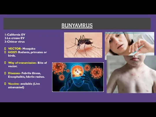 BUNYAVIRUS 1-California EV 2-La crosse EV 3-Chittor virus VECTOR- Mosquito HOST- Rodents,