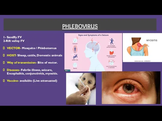 PHLEBOVIRUS 1- Sandfly FV 2-Rift valley FV VECTOR- Mosquito / Phlebotomus HOST-