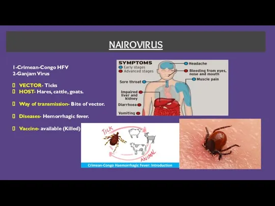 NAIROVIRUS 1-Crimean-Congo HFV 2-Ganjam Virus VECTOR- Ticks HOST- Hares, cattle, goats. Way