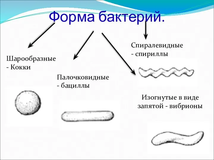 Форма бактерий. Шарообразные - Кокки Палочковидные - бациллы Спиралевидные - спириллы Изогнутые