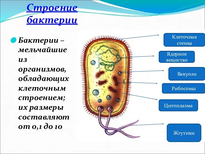 Строение бактерии Бактерии – мельчайшие из организмов, обладающих клеточным строением; их размеры