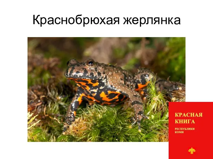 Краснобрюхая жерлянка