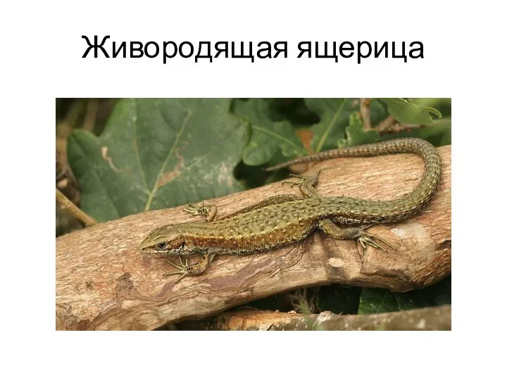 Живородящая ящерица