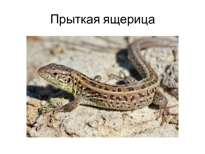 Прыткая ящерица