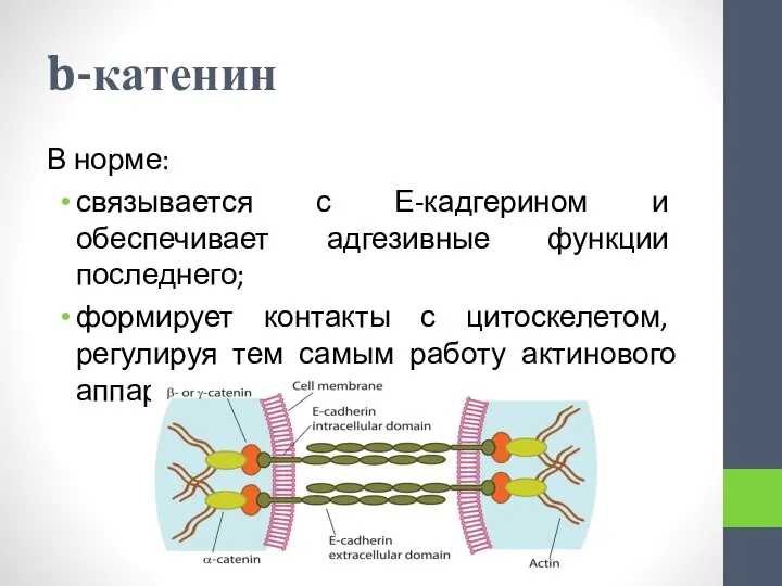 b-катенин В норме: связывается с Е-кадгерином и обеспечивает адгезивные функции последнего; формирует