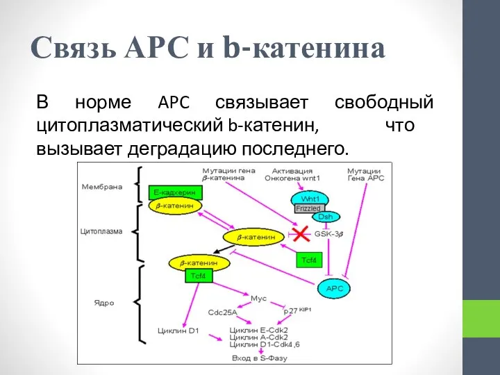 Связь АРС и b-катенина В норме APC связывает свободный цитоплазматический b-катенин, что вызывает деградацию последнего.