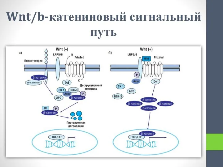 Wnt/b-катениновый сигнальный путь