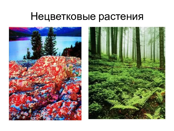 Нецветковые растения