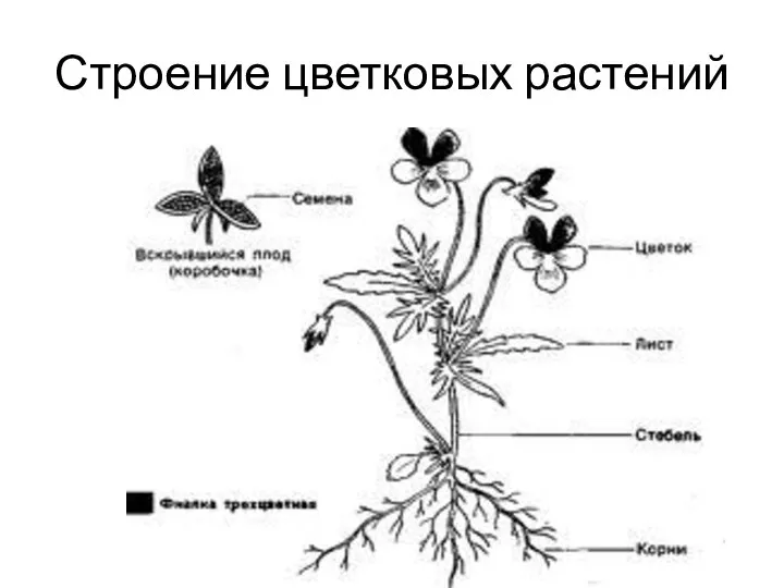 Строение цветковых растений