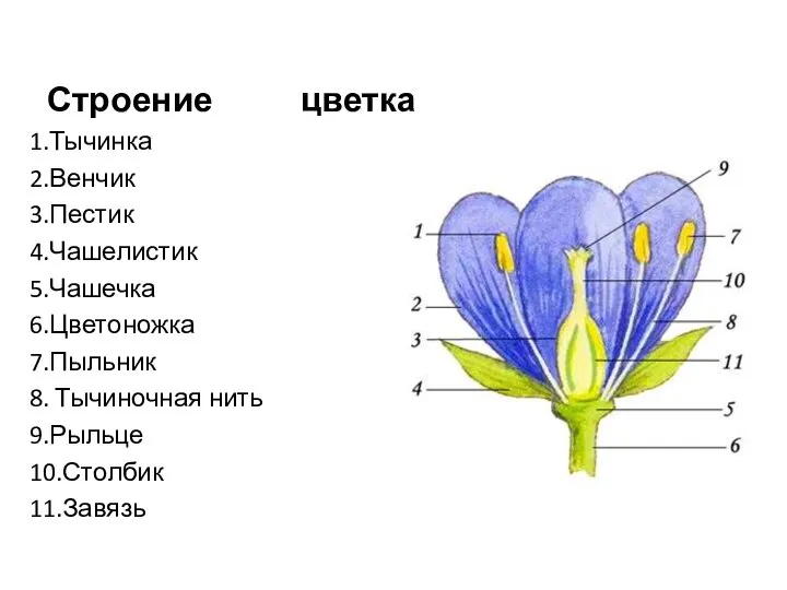 Строение цветка 1.Тычинка 2.Венчик 3.Пестик 4.Чашелистик 5.Чашечка 6.Цветоножка 7.Пыльник 8. Тычиночная нить 9.Рыльце 10.Столбик 11.Завязь