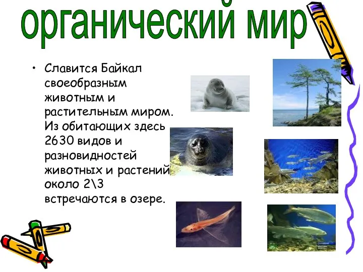 Славится Байкал своеобразным животным и растительным миром. Из обитающих здесь 2630 видов